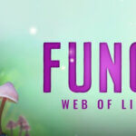 Belper Eco-Film: Fungi: Web Of Life